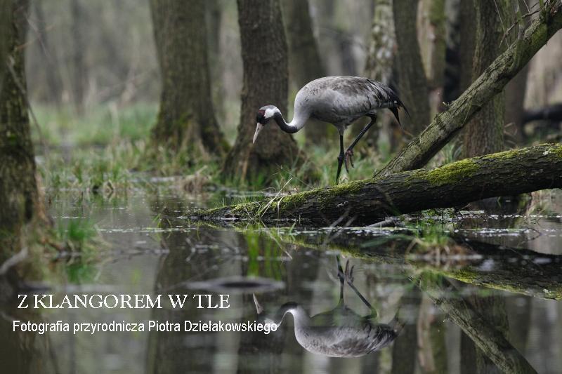 Wystawa fotografii przyrodniczej