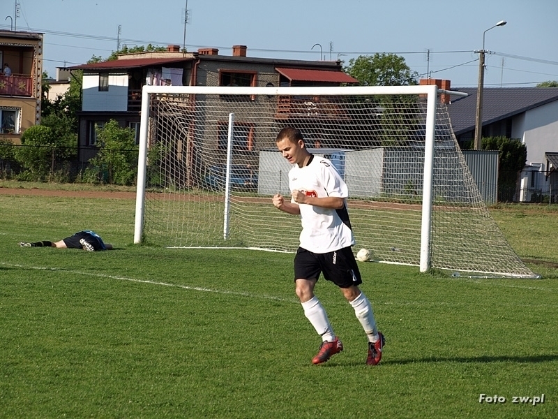 Dąb Arka 31