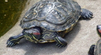 Oferowała do sprzedaży żółwia