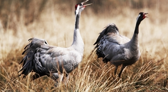 Klangor – mistyczny głos żurawia (spotkanie z Piotrem Dziełakowskim)