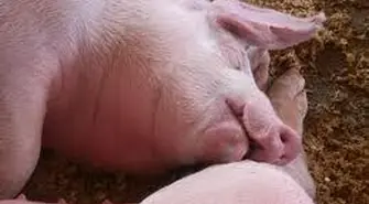 Kary dla rolników za brak zgłoszeń