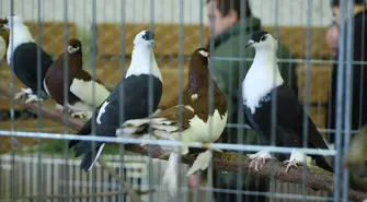 37. Wystawa Okręgowa Gołębi Pocztowych w Sławie