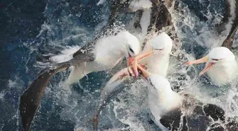 Londyn wybrał Wschowę!