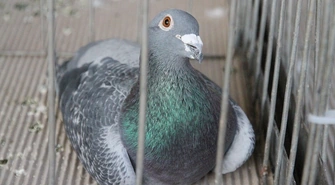 Wystawa Gołębi Pocztowych w Sławie 