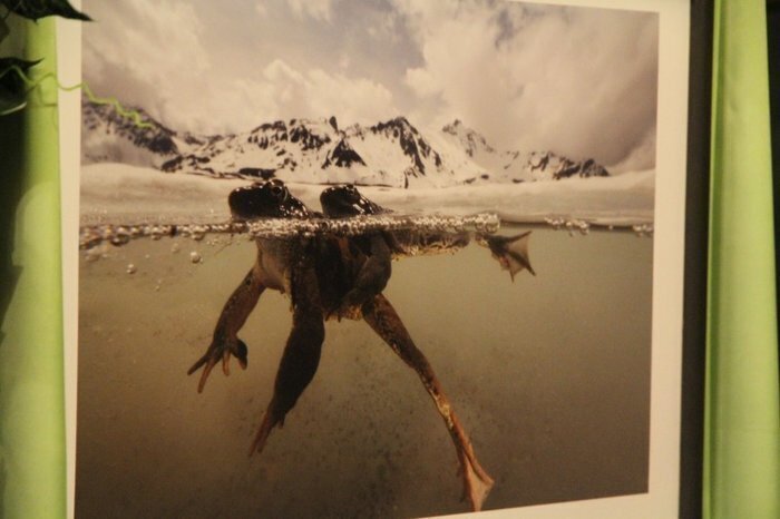 Ogólnopolska inauguracja wystawy Fotografii Dzikiej Przyrody 2011 we Wschowie