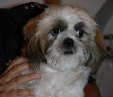Znaleziono Shih tzu