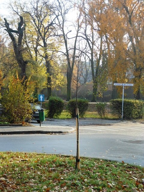 W ramach utrzymania zieleni nasadzą 150 drzew