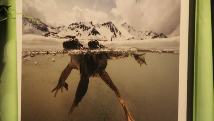 Ogólnopolska inauguracja wystawy Fotografii Dzikiej Przyrody 2011 we Wschowie