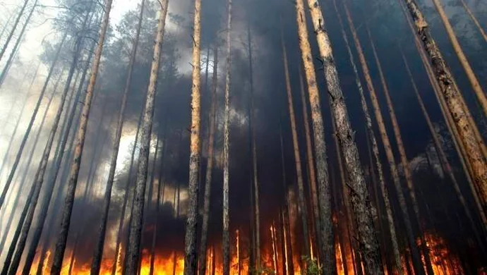 Strażacy uratowali las koło Sławy