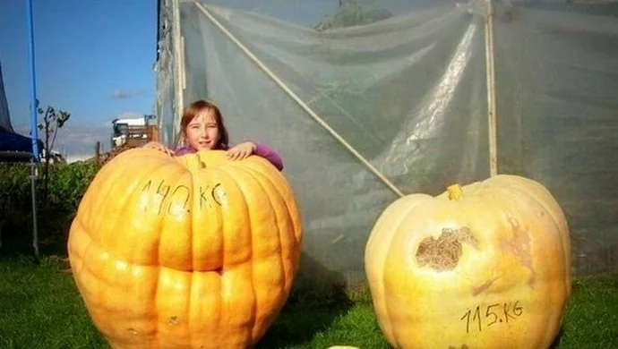 Gigantyczne dynie z Nowego Strącza