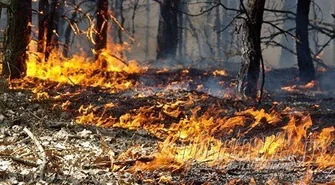 Uważaj z ogniem w lesie