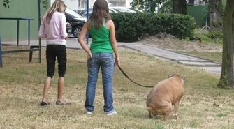 Mandaty za psie kupy