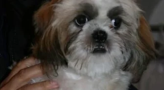 Znaleziono Shih tzu