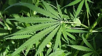 Dwa półmetrowe krzaki marihuany w rękach wschowskiej policji