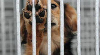 Ekojarmark szansą na... adopcję psa