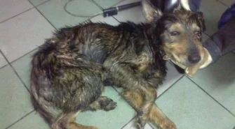 Pomóż znaleźć zwyrodnialca, który potraktował psa jak rzecz