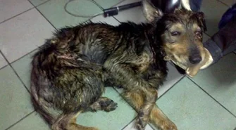 Umorzono postępowanie w sprawie skatowanego psa