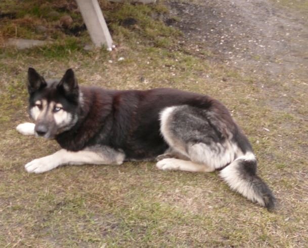 Porzucony pies rasy husky