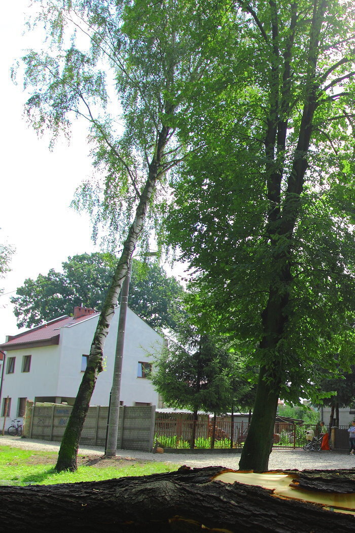 Pochylona brzoza i przeciek z szamba