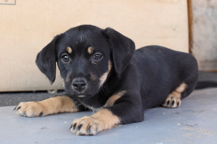 Trzy szczeniaki czekają na adopcję