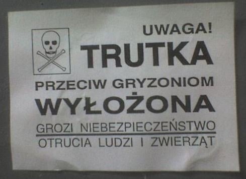 Czy mamy problem ze szczurami w mieście