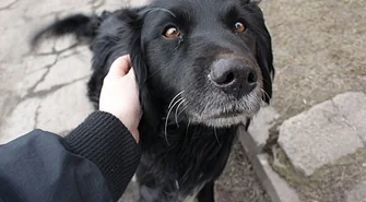 Znaleziono pieska w Jędrzychowicach