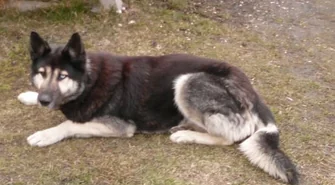 Porzucony pies rasy husky