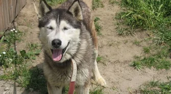 Przygarnij bezdomnego psa