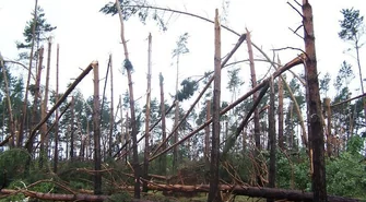 Wschowscy strażacy usuwali skutki nocnej nawałnicy