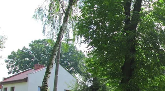 Pochylona brzoza i przeciek z szamba