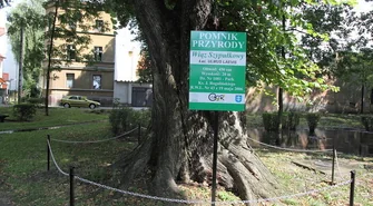 Wiąz i platan oznaczone