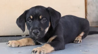 Trzy szczeniaki czekają na adopcję