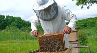 Pszczelarze mogą ubiegać się o dotacje