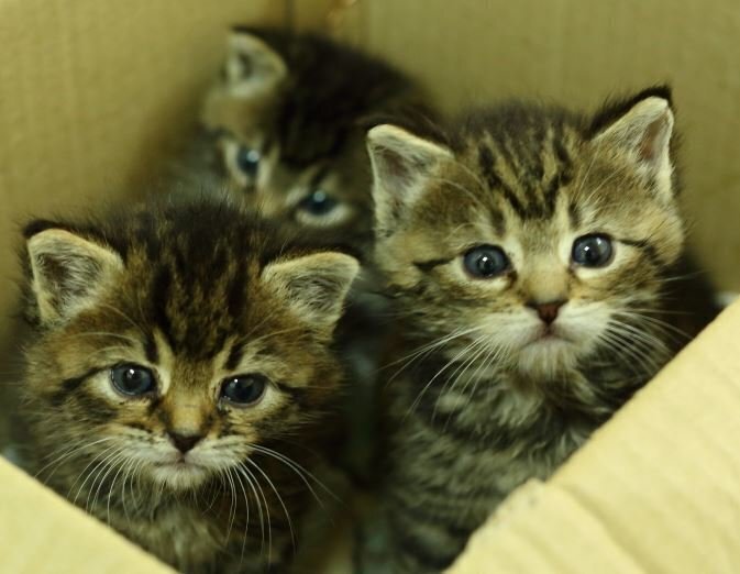 Trzy kotki czekają na adopcję