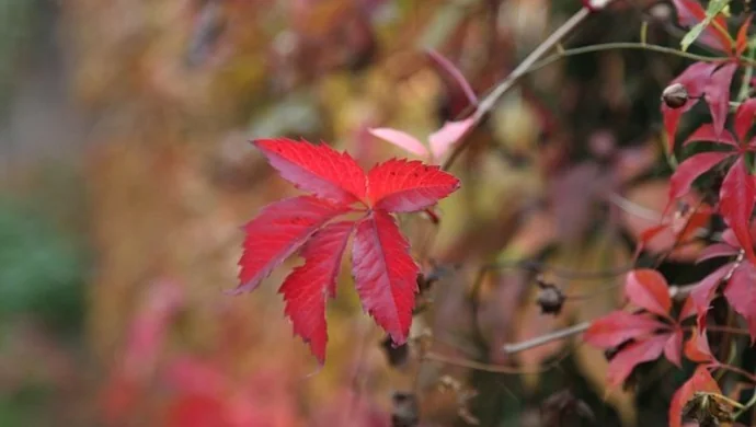 Szukamy jesieni