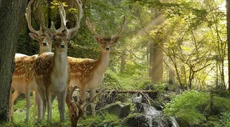 Szkody łowieckie w gminie Szlichtyngowa