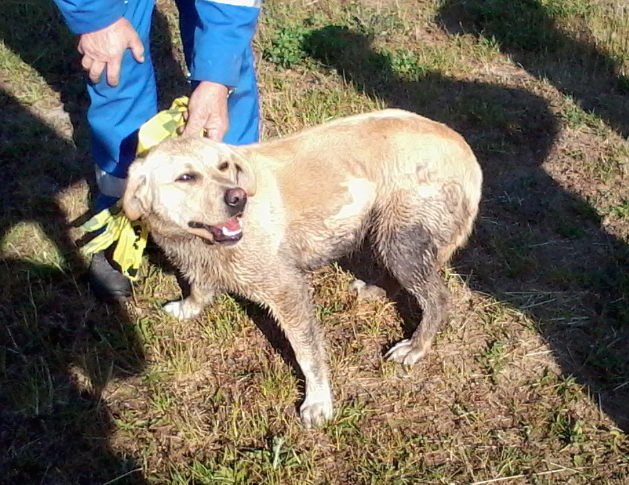 STRAŻ MIEJSKA Zagubiony labrador