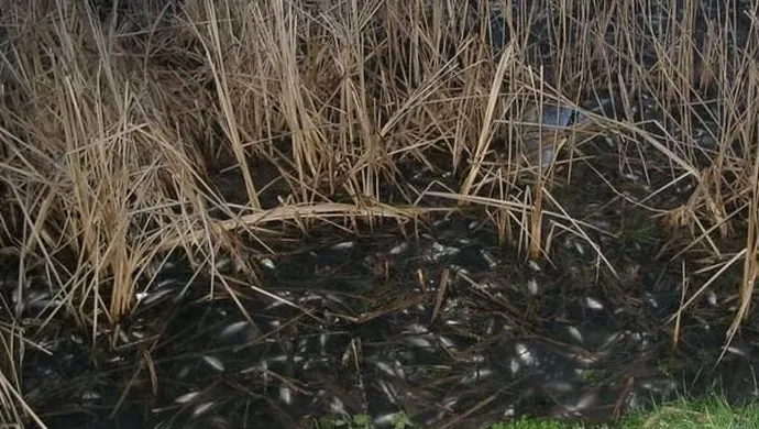 Martwe ryby w Zatoce Radzyńskiej