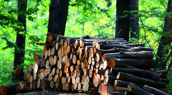 Zakład Przeróbki Drewna Dąb - Wysoka Jakość