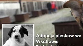 Tymczasowy Punkt Przetrzymywania Zwierząt na facebooku