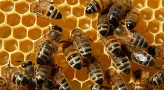 Pszczelarze dziękują