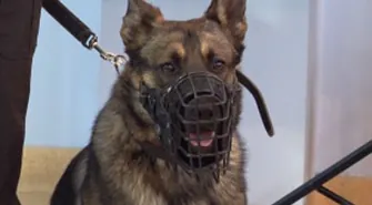 Nowy pies służbowy w KPP Wschowa