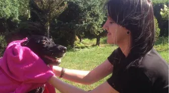 Z przytuliska w dobre ręce pani Natalii