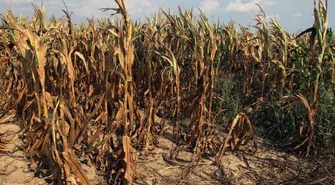 Odszkodowania dla rolników