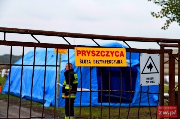 Ćwiczenia symulacyjne Zwalczanie pryszczycy ze szczególnym uwzględnieniem bioasekuracji