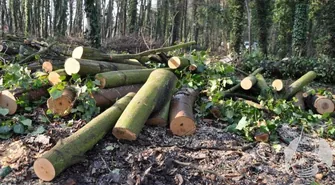 Ruszyły prace pielęgnacyjne w Parku Miejskim w Sławie