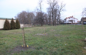 Nasadzenia drzew. Pytanie o rodzaj drzew i dlaczego w tym miejscu