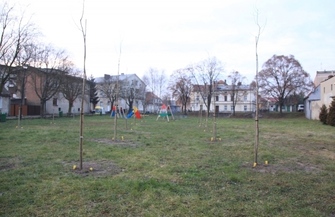 Nasadzenia drzew. Pytanie o rodzaj drzew i dlaczego w tym miejscu