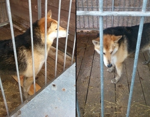 Pies wszedł do domu Straż Miejska szuka właściciela