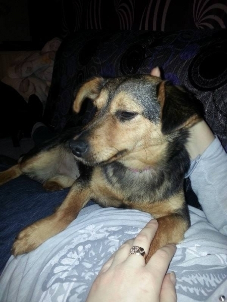 Zuzia do adopcji
